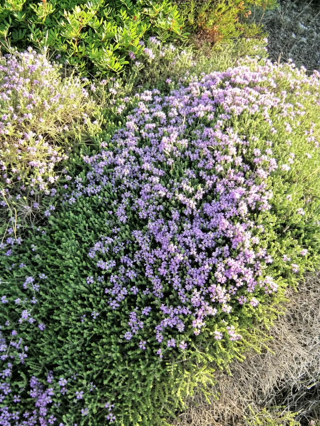 From Temples to Tables: The Fascinating Journey of Thyme Through History