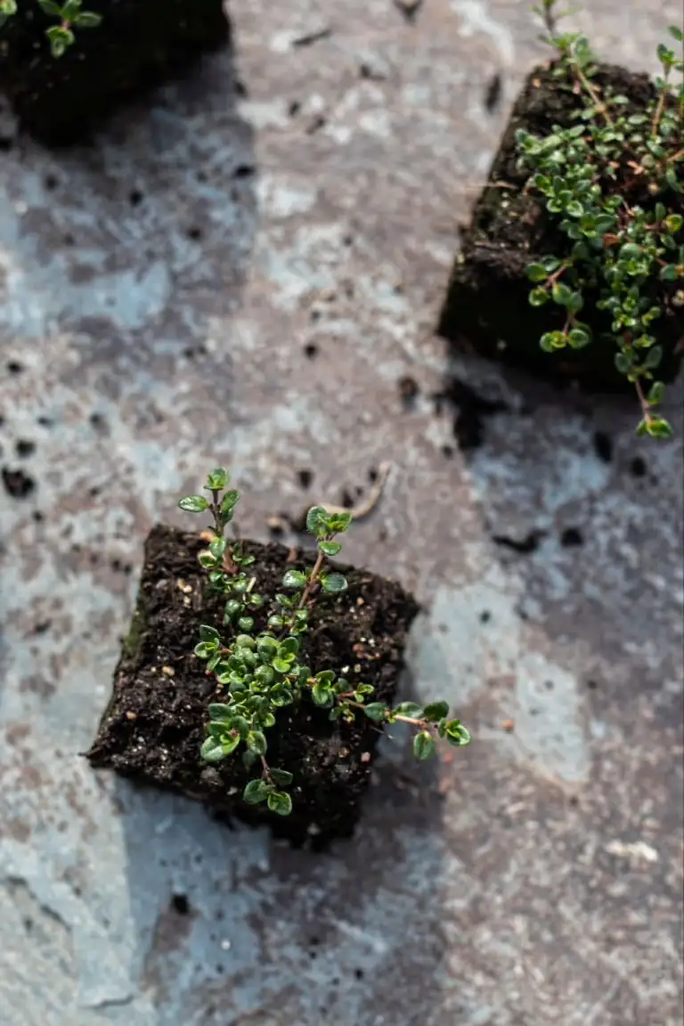 thyme seeds germinating soil