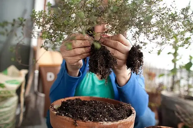 dividing thyme plant roots