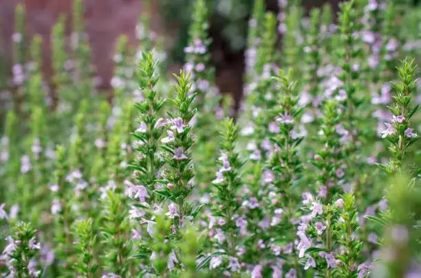 close-up thyme leaves and flowers