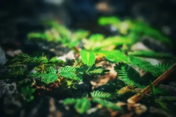 Mimosa pudica seeds scarification