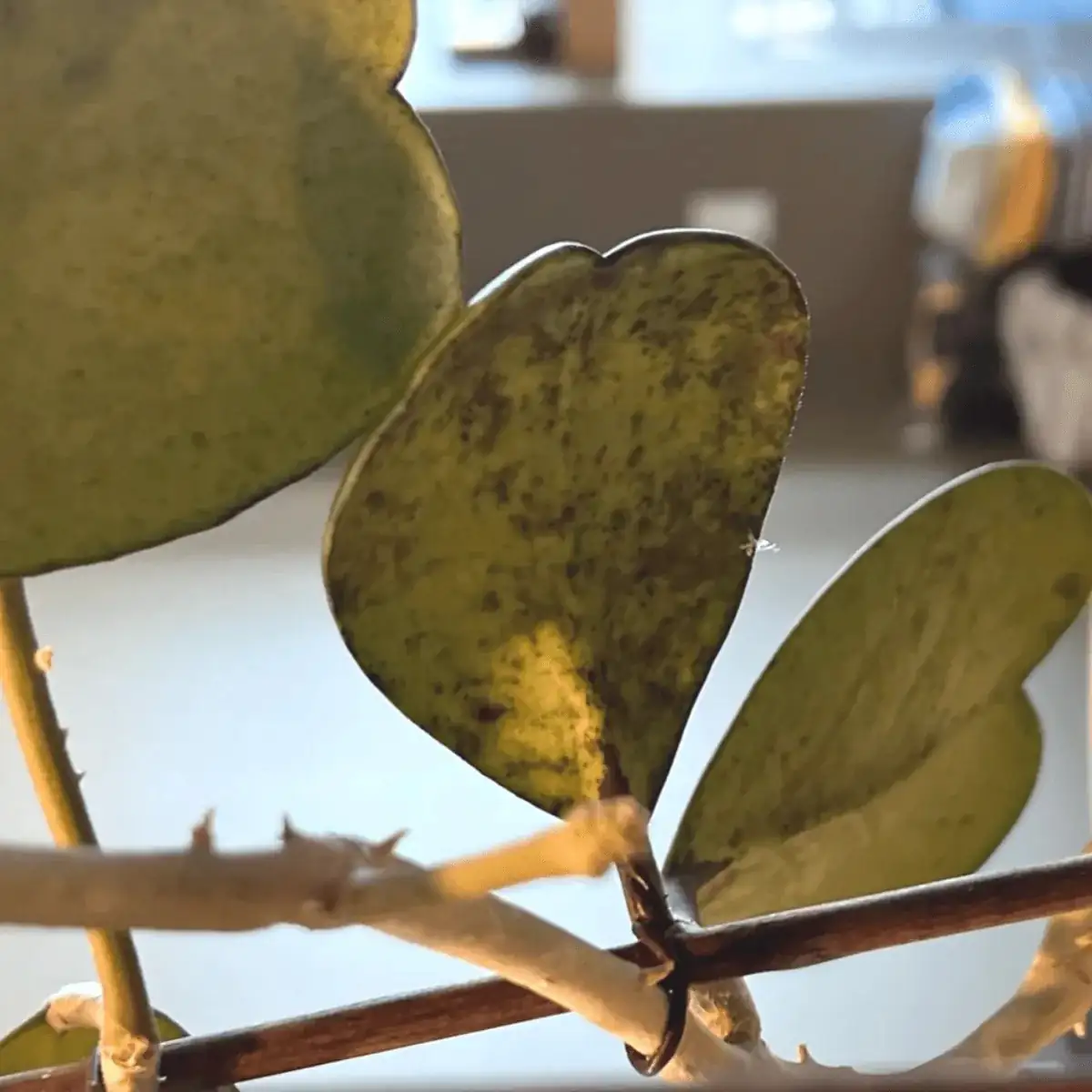 leaf spot on hoya leaves