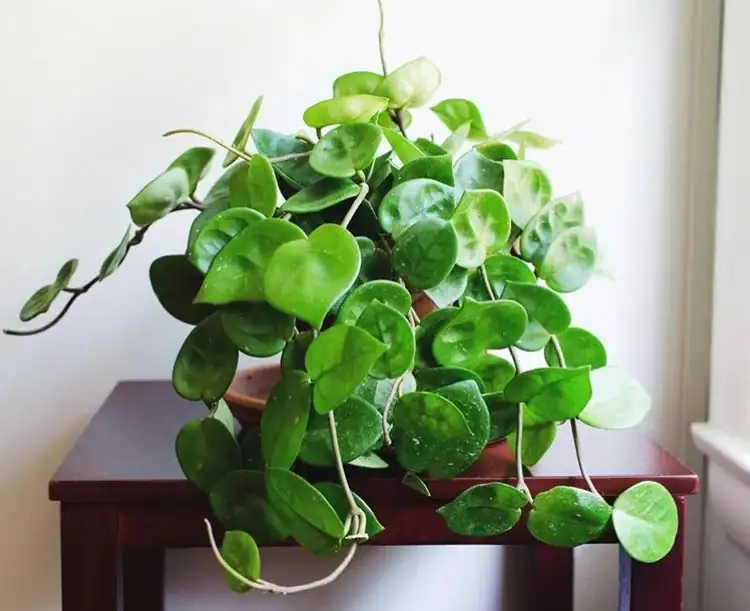 hoya carnosa on bookshelf