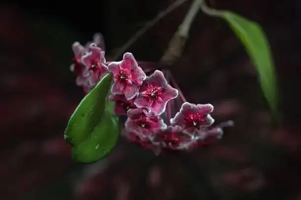 Hoya carnosa propagation season calendar
