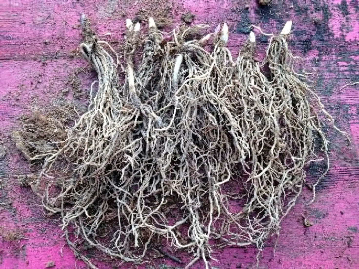 lily of the valley planting pips