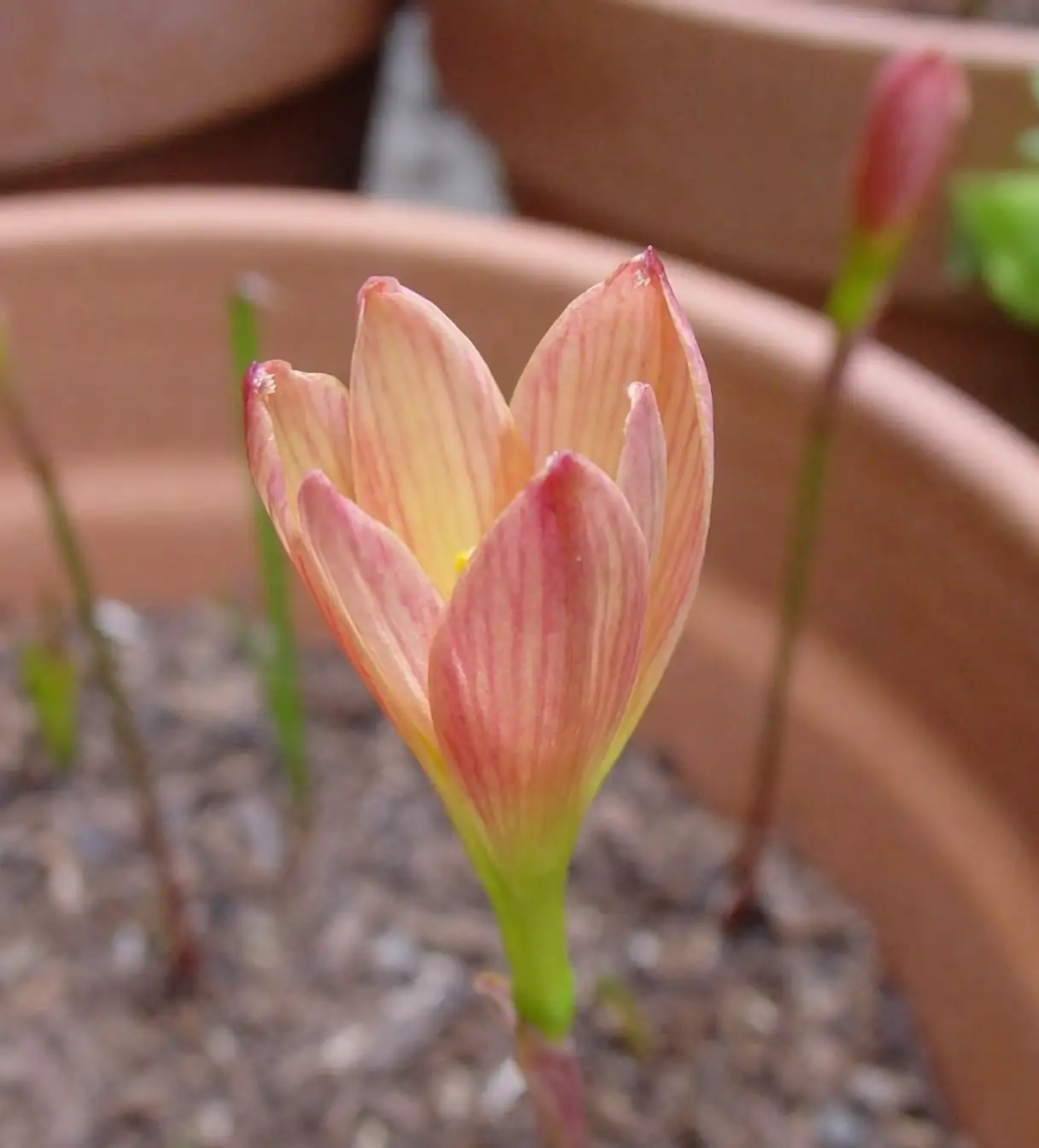 august lily summer bloom