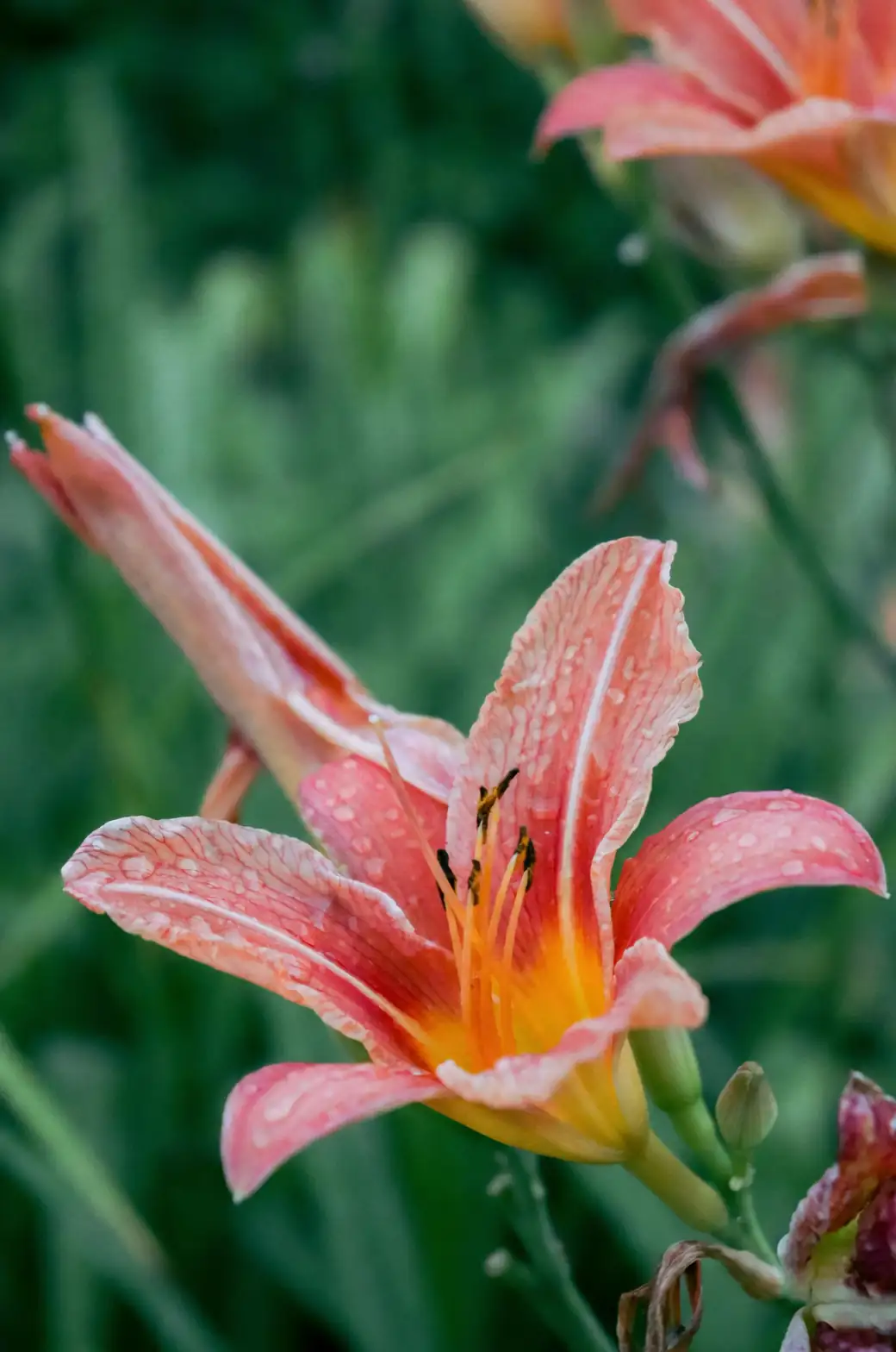 The Language of Flowers: August Lily’s Symbolism of Purity and Elegance