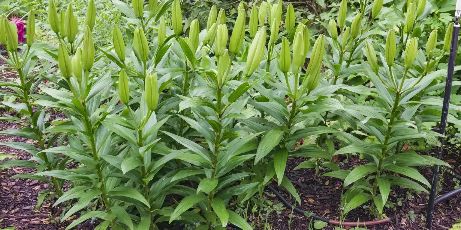 August Lily garden care tips