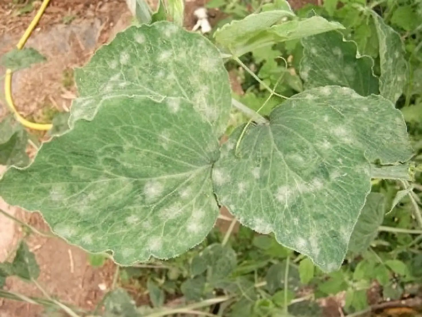 sweet pea powdery mildew on leaves