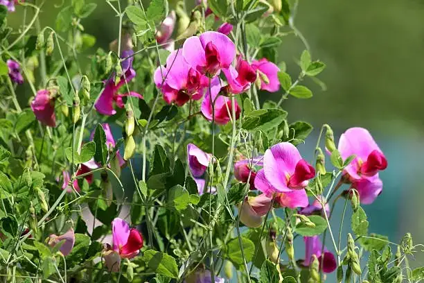 Designing with Scent: Sweet Peas in Home and Garden Décor