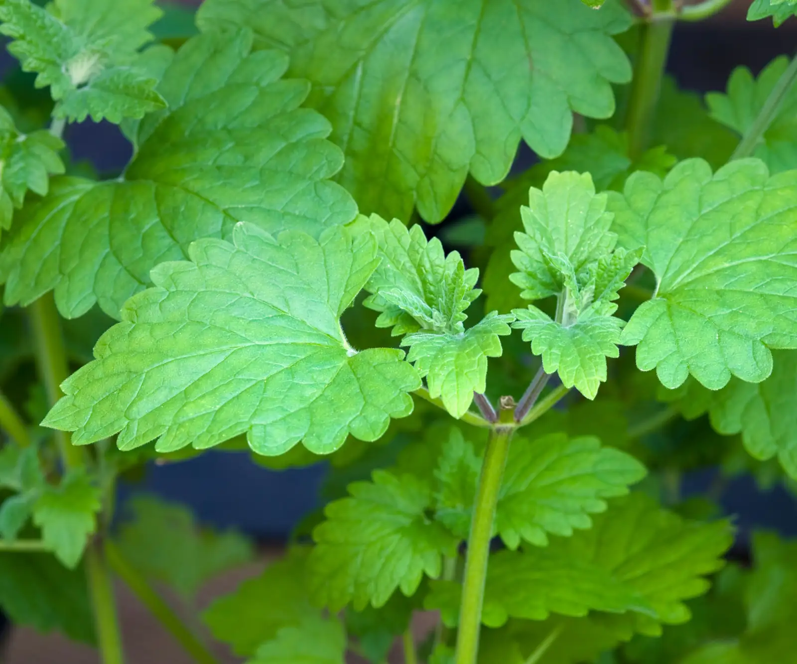catnip leaves close-up