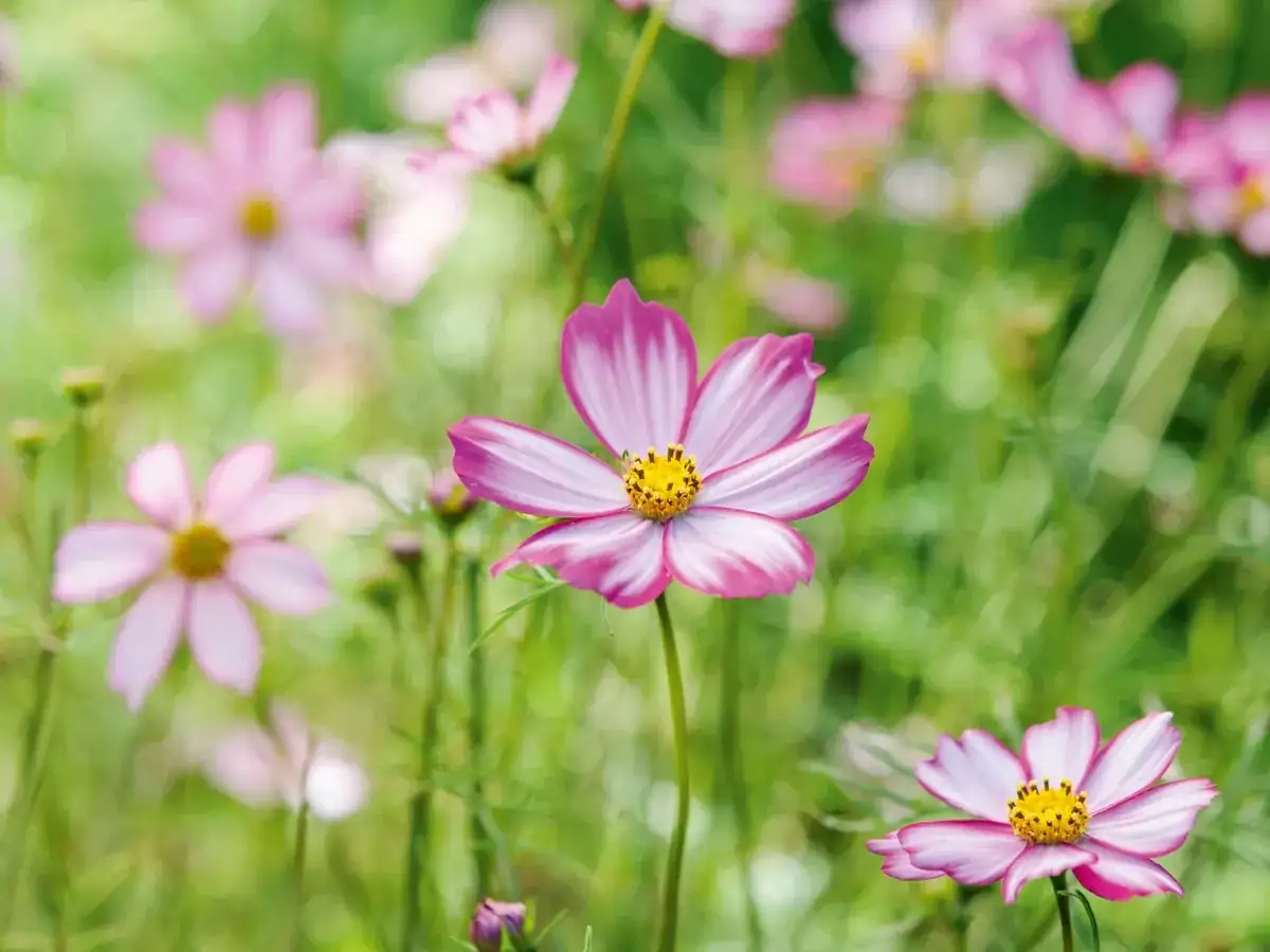 cosmos bipinnatus in summer breeze