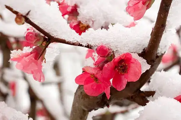 Flaming Katy blooming in winter