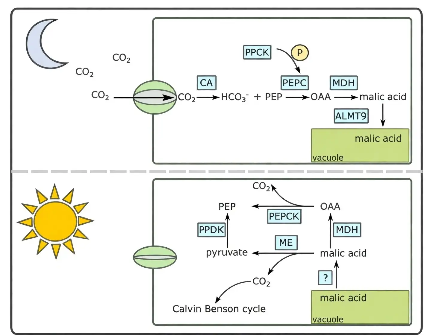 CAM photosynthesis diagram