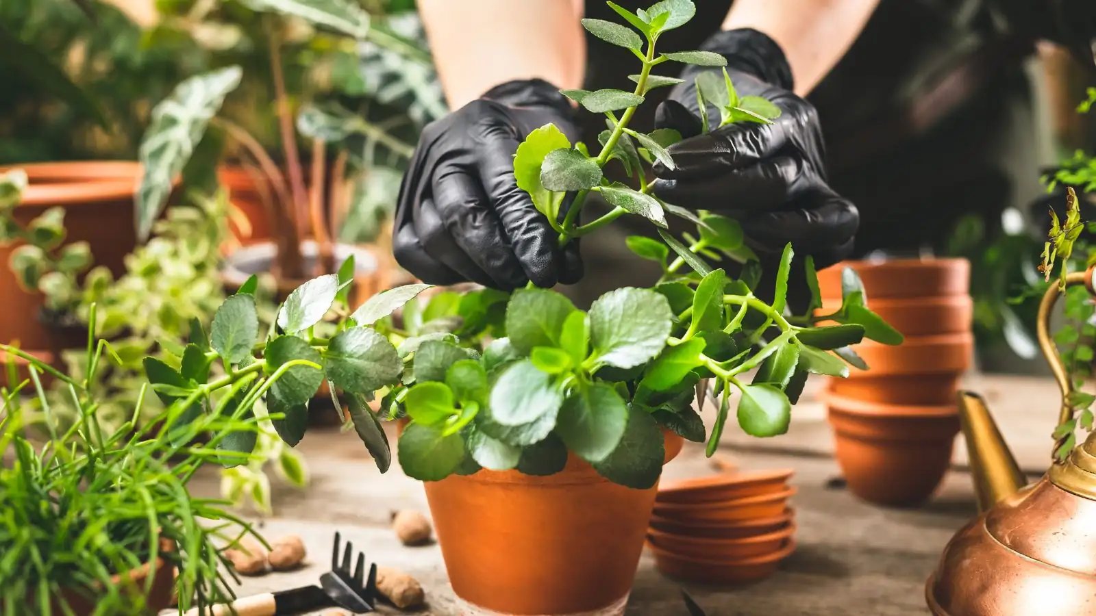 Kalanchoe propagation cutting process