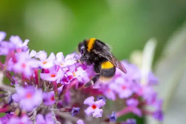 butterfly bush sunny balcony