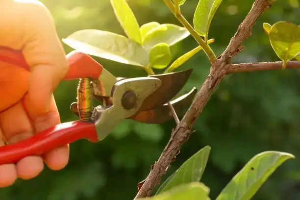 dragon tree pruning shears