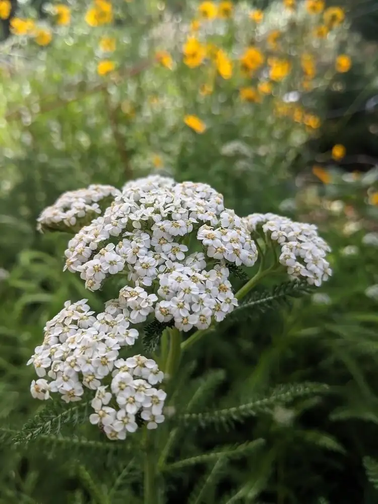 Defending Your Garden: Yarrow Troubleshooting and Pest Management