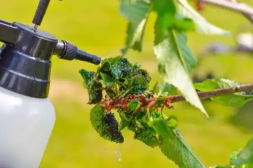 aphids on yarrow leaves