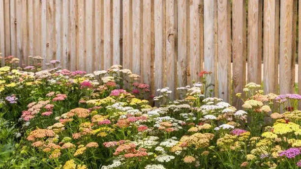 yarrow flowers various colors