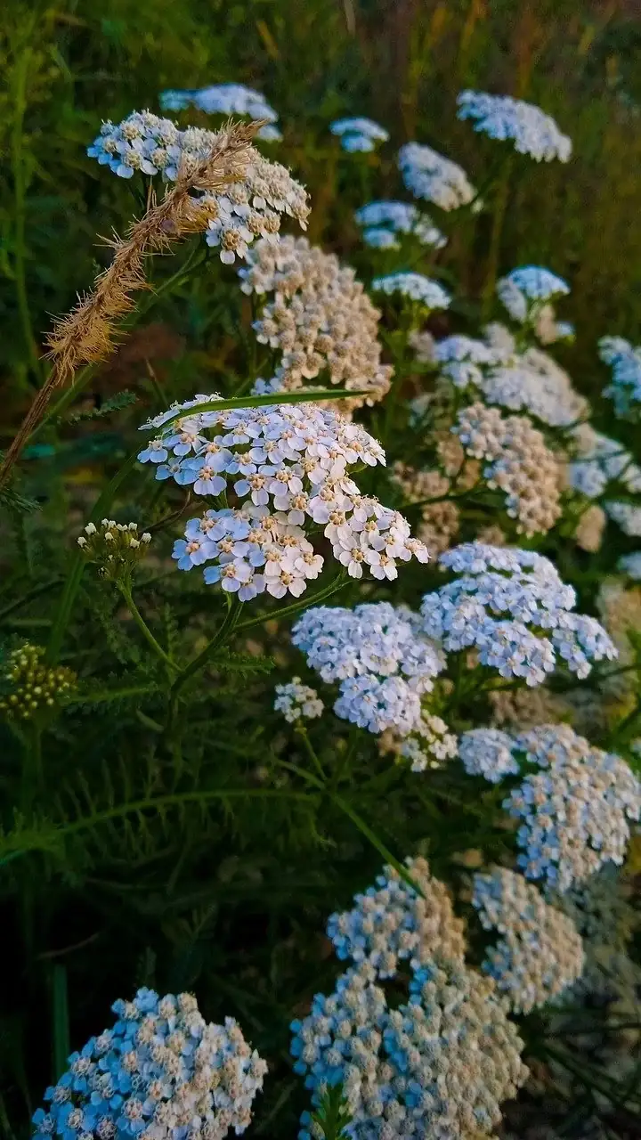 yarrow in herbal medicine