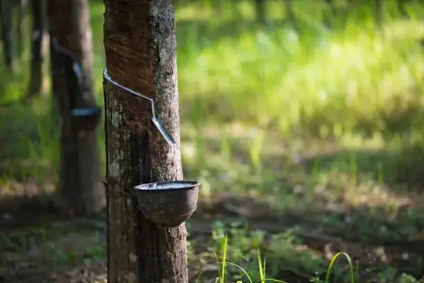 From the Himalayas to Your Living Room: The Fascinating Journey of the Rubber Plant