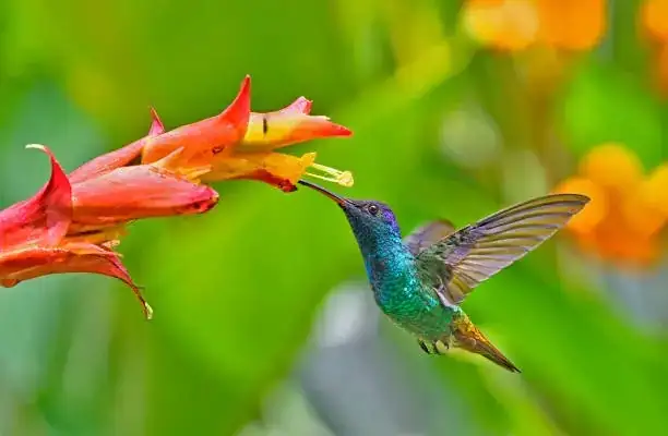 hummingbird feeding scarlet sage