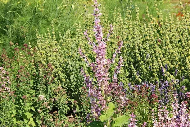 lantana and scarlet sage garden