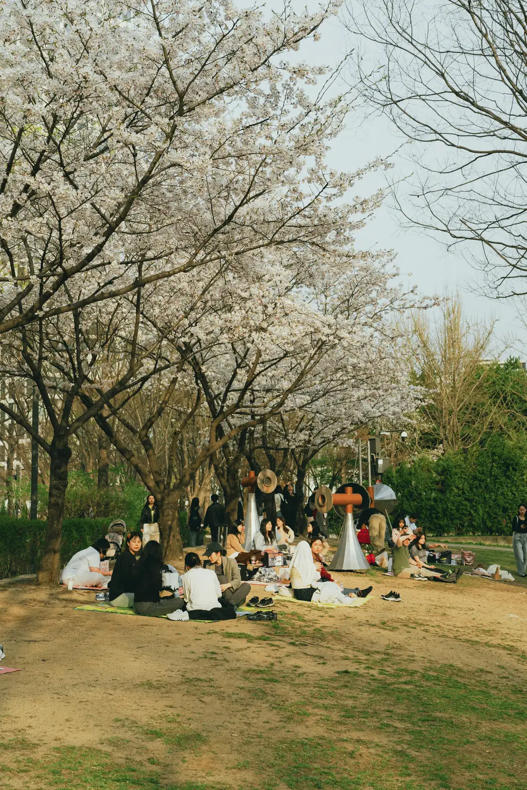 hanami picnic under cherry blossoms
