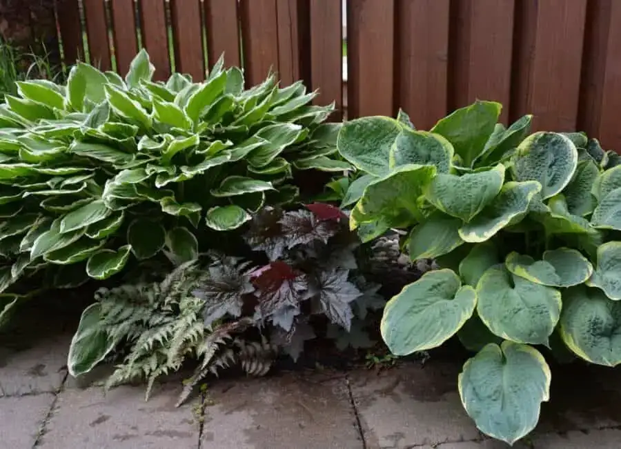 coral bells with ferns and hostas