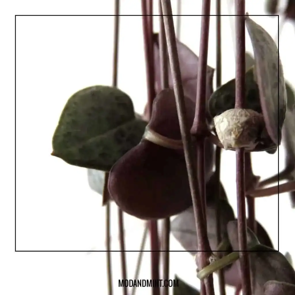string of hearts tubers close-up