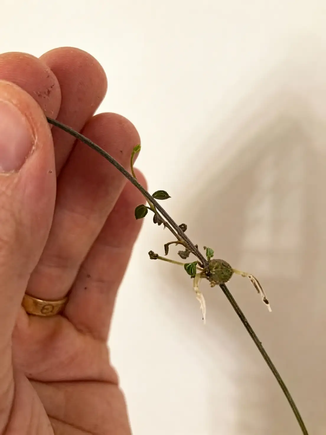 String of Hearts propagation process