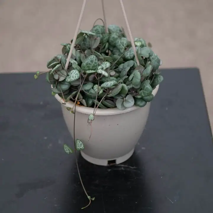 String of Hearts: The Romantic Plant with a Pollinator Trap!