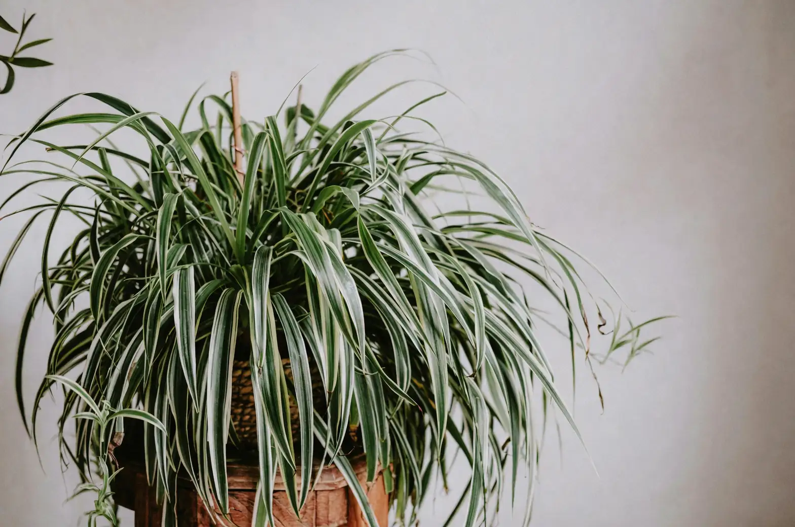spider plant and string of hearts