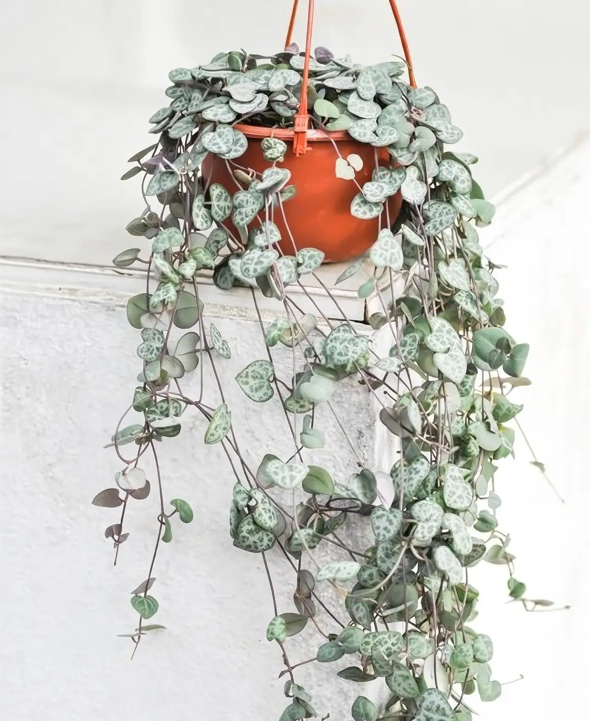 hanging basket string of hearts