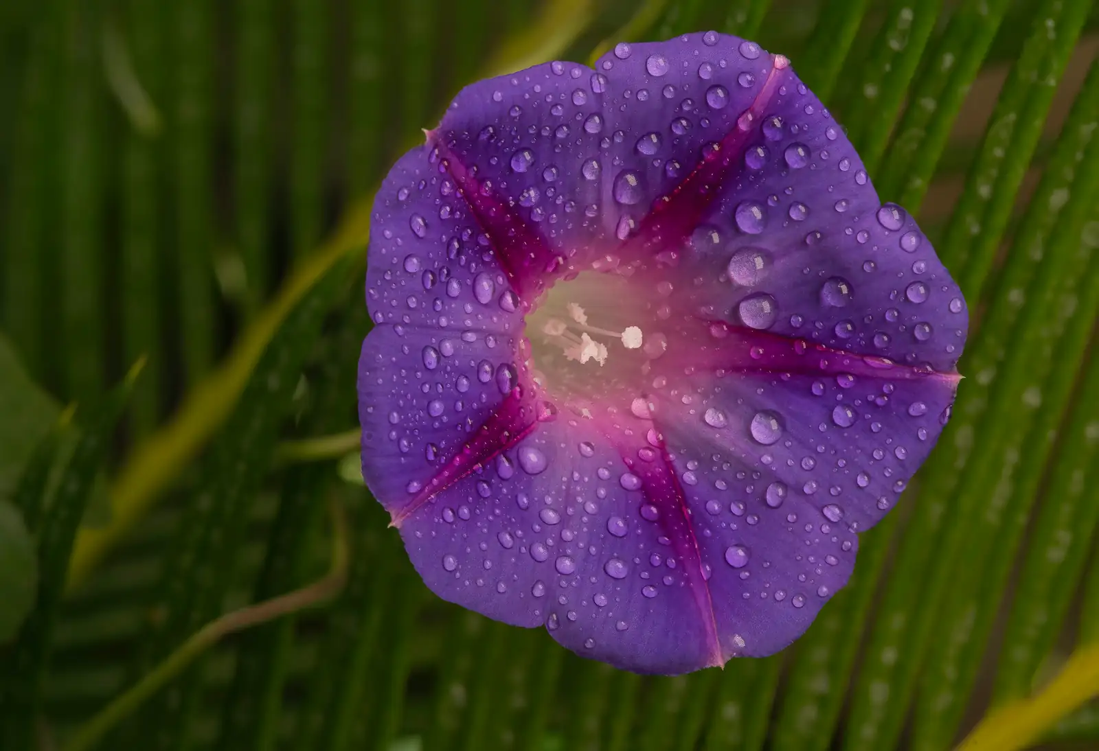 Morning Glory Masterclass: Your Ultimate Care Guide for Blooms That Last!