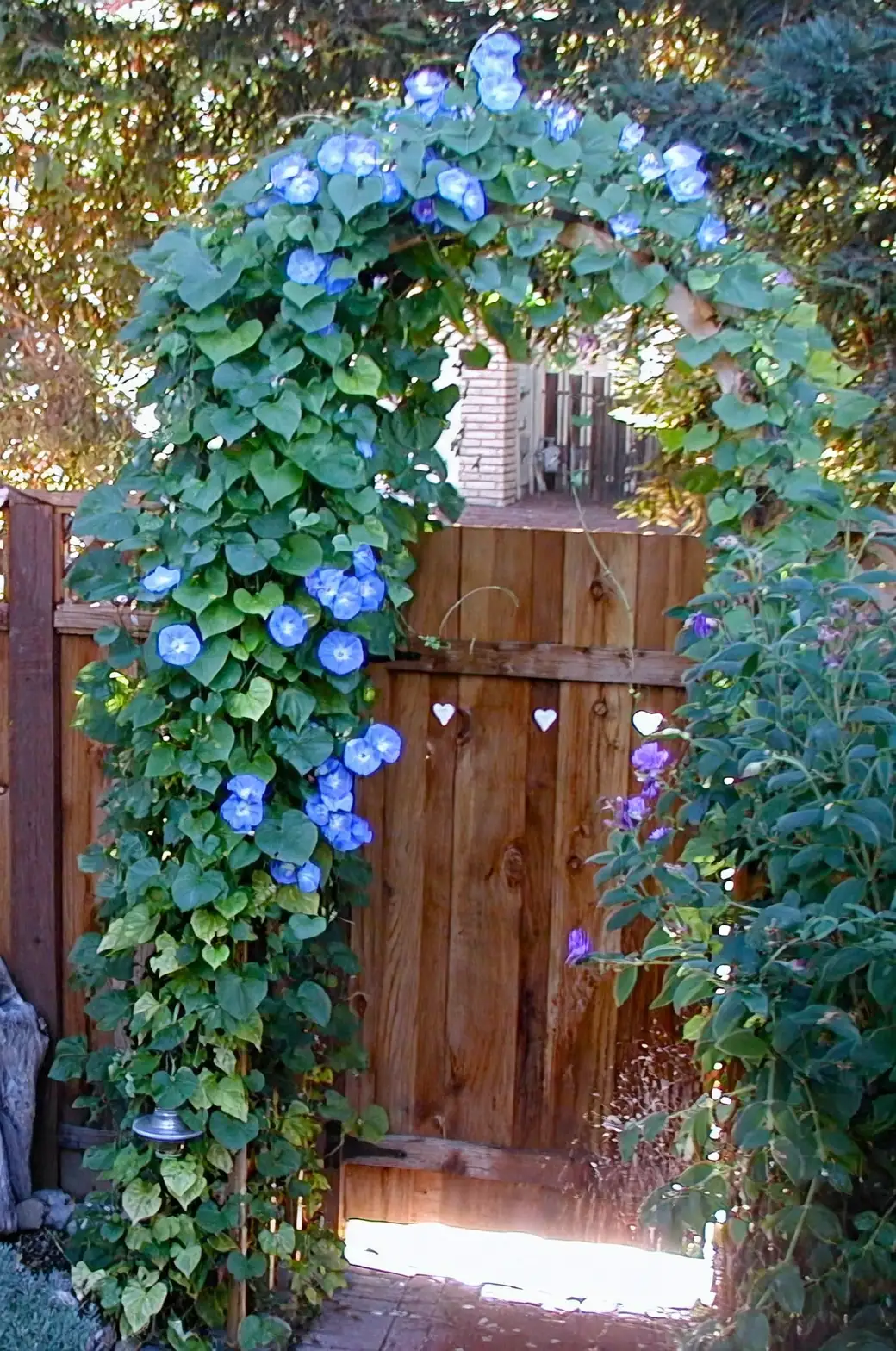 morning glory climbing trellis