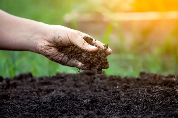 morning glory soil preparation
