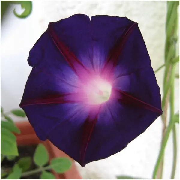 morning glory seed collection