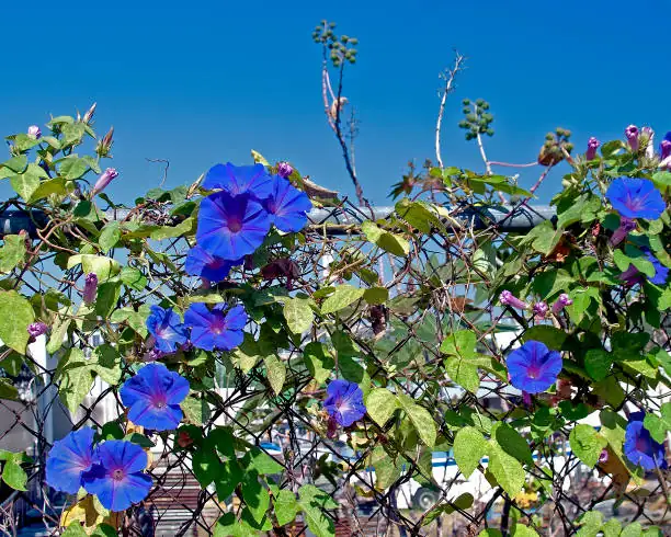 Vanquishing Garden Pests: Protect Your Morning Glories from Troublesome Invaders