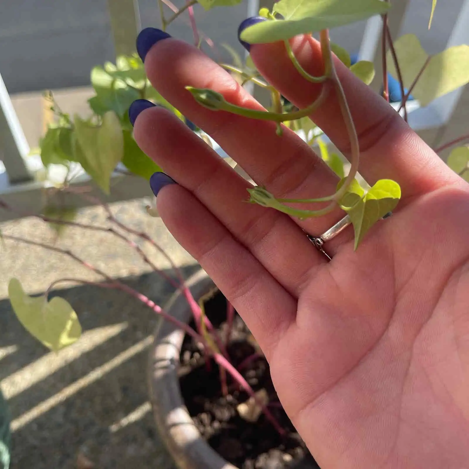 aphids on morning glory leaves
