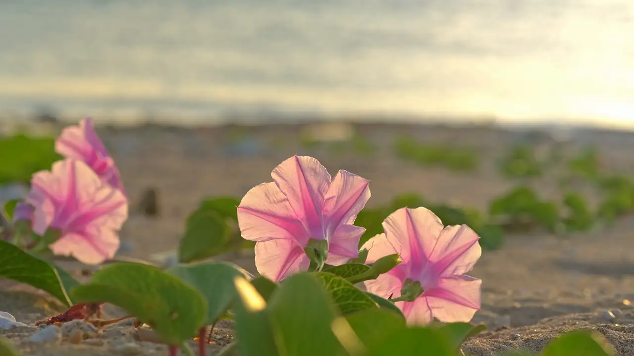 Blooming Through the Ages: The Fascinating Journey of the Morning Glory