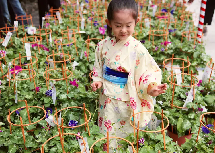 Japanese morning glory festival