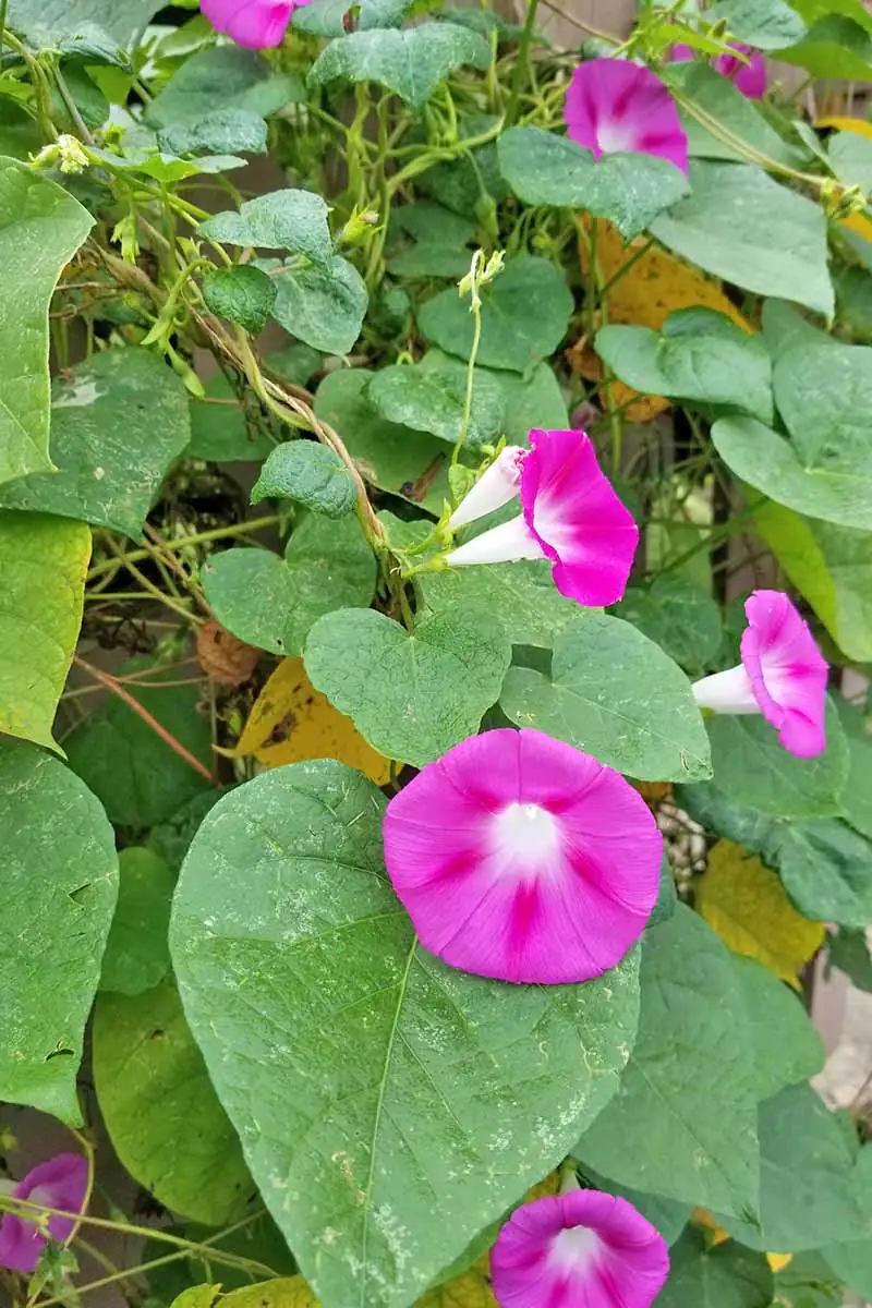 morning glory seeds ritual use