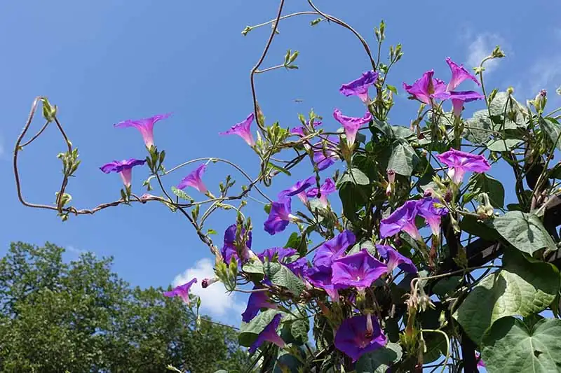 Flower Language of Morning Glories: A Symbol of Love and Renewal
