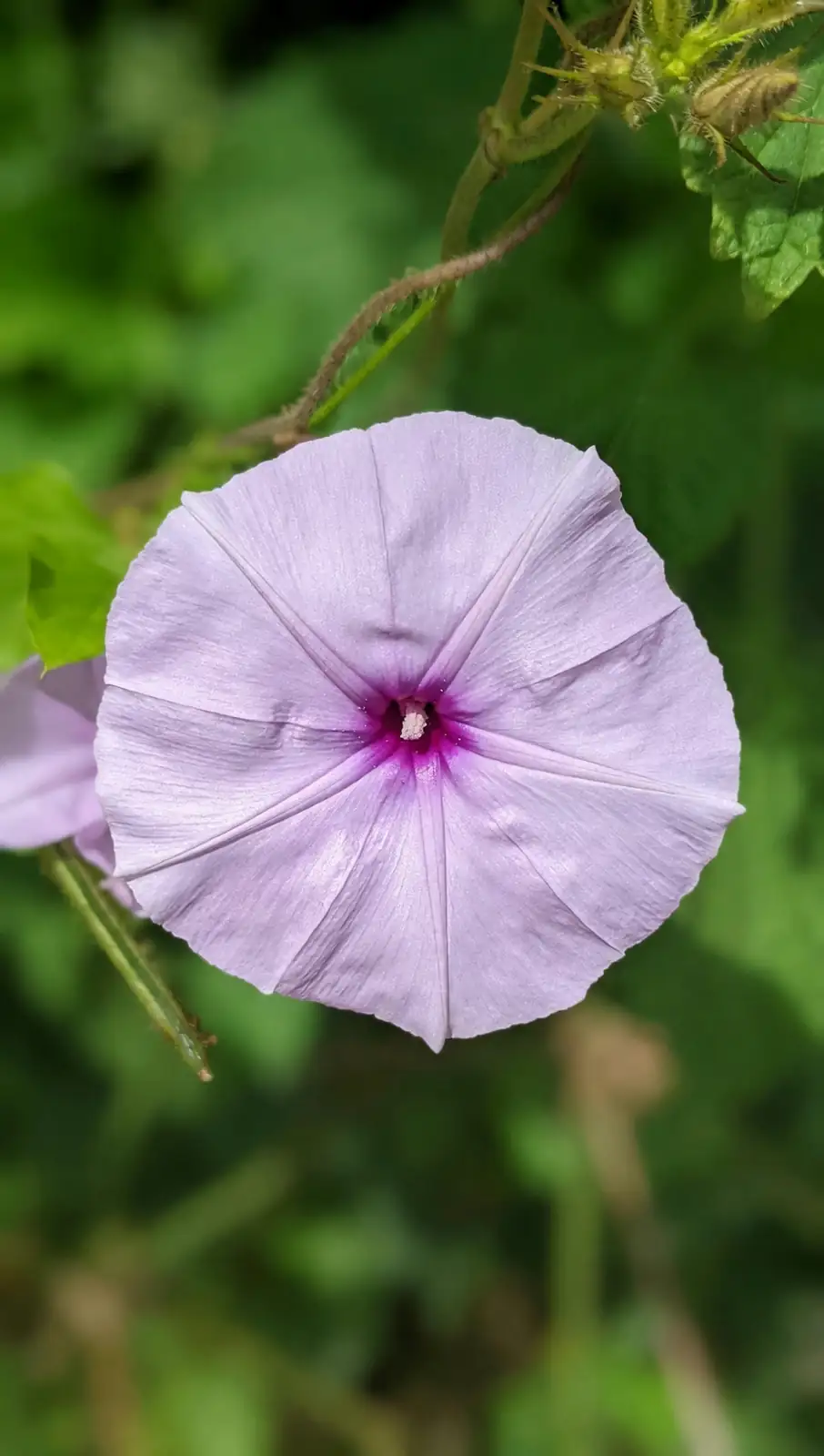 chinese morning glory mythology