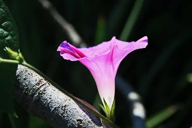 morning glory with hummingbird