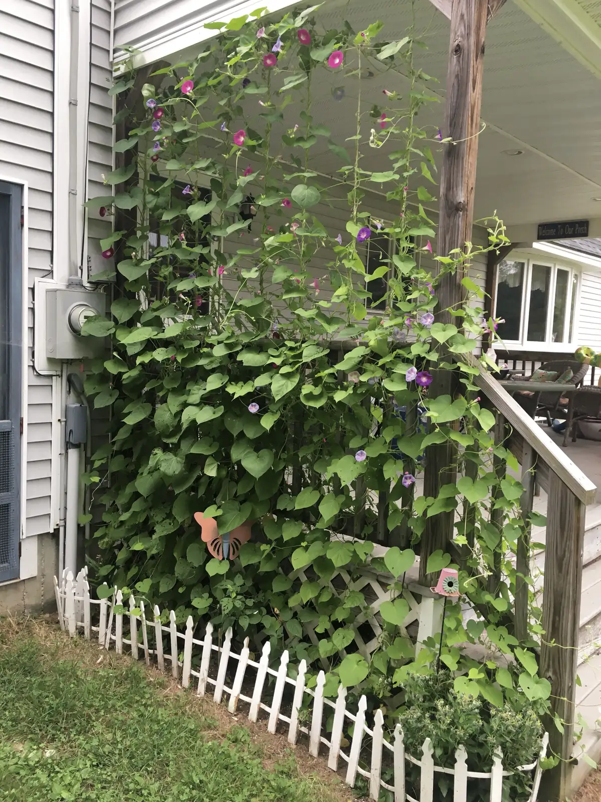 morning glory trellis garden