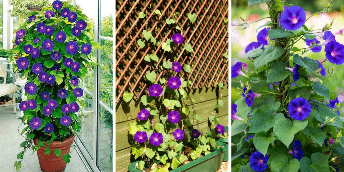 morning glory container garden