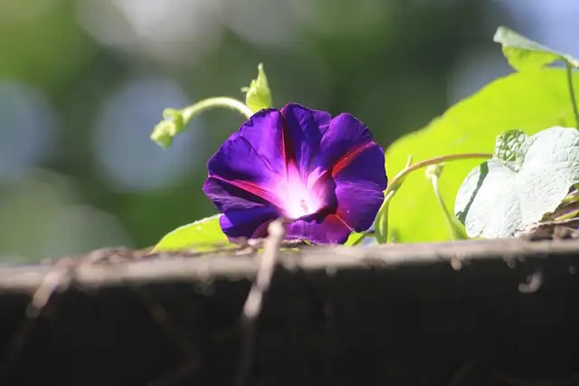 Seed to Splendor: A Propagation Guide for Aspiring Morning Glory Gardeners